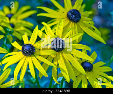 Rudbeckia fulgida 'City Garden' Stockfoto