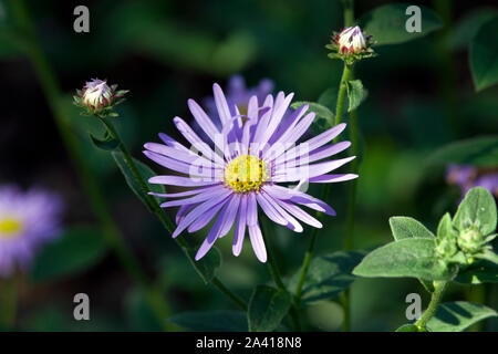 Aster x Frikartii 'Mönch' Stockfoto