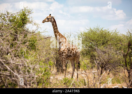 Kauen giraffe stehend zwischen einigen Bäumen, Etosha, Namibia, Afrika Stockfoto