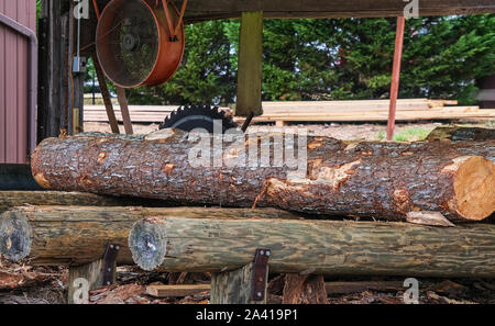 Eine große Kiefer Anmelden Sägewerk betrieb Stockfoto