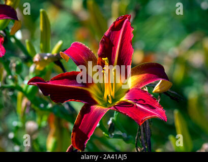 Hemerocallis "Stafford" Stockfoto
