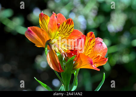 Alstroemeria "Flaming Star" Stockfoto