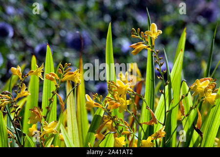 Crocosmia X crocosmiiflora 'Citronella' Stockfoto