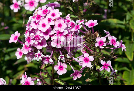 Phlox Paniculata 'Miss Pepper' Stockfoto