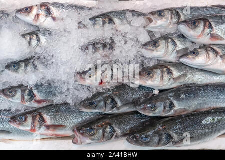 Frischer Seebarsch, Dicentrarchus labrax, auf Anzeige auf einer britischen Fischhändler Marktstand Stockfoto