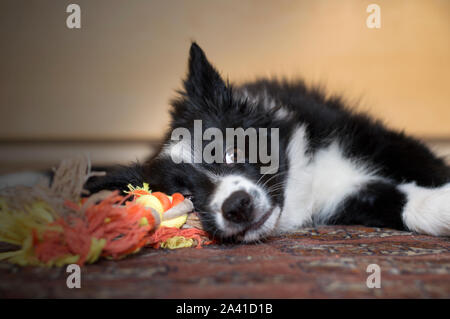 Border Collie Welpe Hund Entspannt nach dem Spiel Stockfoto