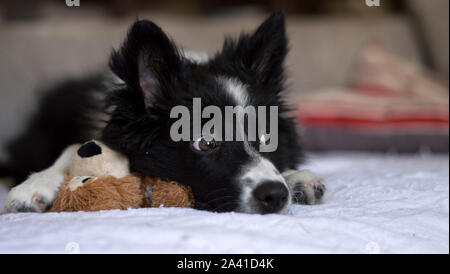 Eine süße Border Collie Welpe Hund Entspannt whit sein Spielzeug auf dem Sofa Stockfoto