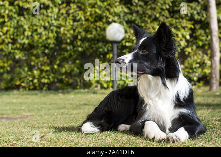 Nahaufnahme eines Border Collie Welpe Hund entspannt im Garten Stockfoto