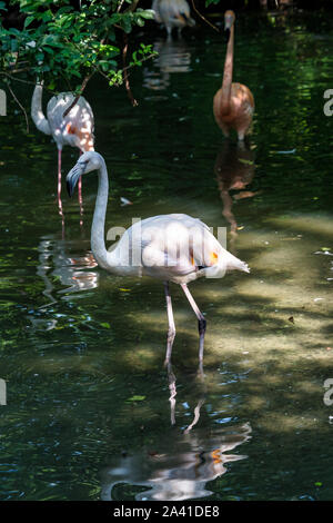 Die amerikanische Flamingo, Phoenicopterus ruber ist eine große Art der Flamingo Stockfoto