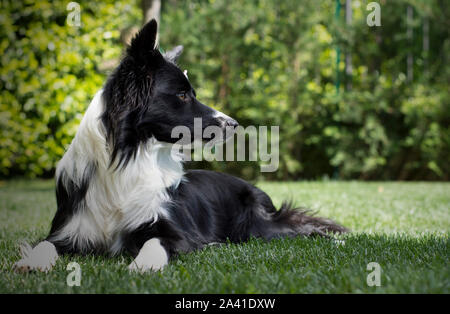 Happy Border Collie Welpen im Garten, mit Papillon im Kopf Stockfoto