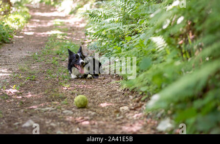 Ein Border Collie Welpe Entspannung mit der Kugel, im Wald. Stockfoto