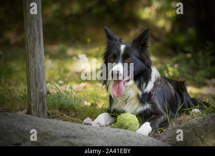 Porträt eines Welpen Border Collie im Wald Stockfoto