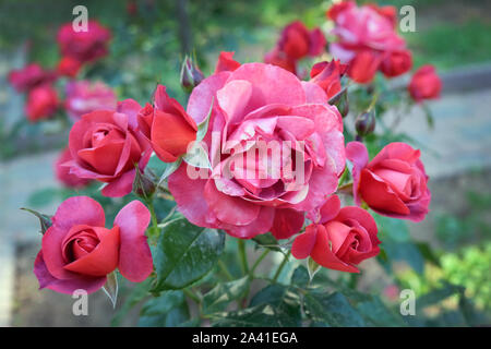 Schöne Bush von hellen roten Rosen. Ein Zweig der roten Rose im Garten im Sommer. Rosebuds Nahaufnahme. Stockfoto