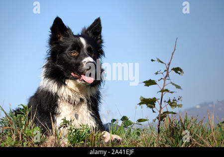 Ein Angebot Welpen von Border collies entspannt in einem Land Wiese an einem sonnigen Tag Stockfoto