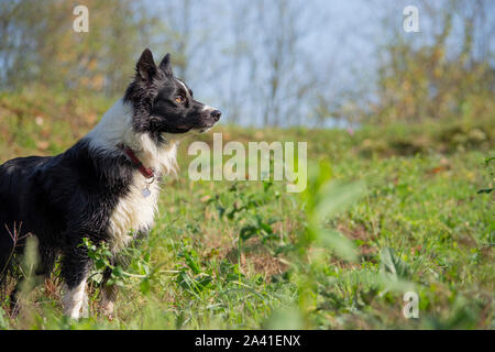 Ein Angebot von Border Collie Welpen von einer grünen Landschaft umgeben Stockfoto