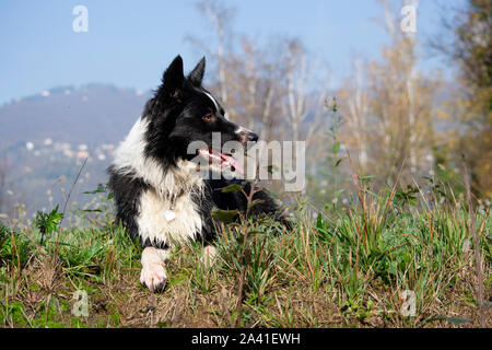 Ein Angebot Welpen von Border collies entspannt in einem Land Wiese an einem sonnigen Tag Stockfoto