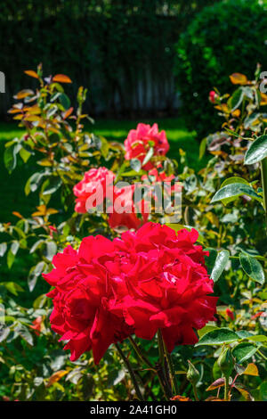 Schöne rote Rose mit grünen Blättern in einem Garten. Spanien, Europa Stockfoto