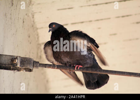 Detail und Blick auf die graue Straße Taube auf dem Dach, aus der Nähe. Vogel Taube steht auf Stahl- und plattform Struktur-, Rast- und vor der Kamera posieren. Stockfoto