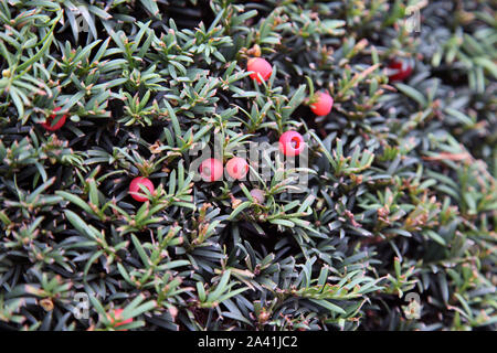 Taxus Whipplei, Nadelbaum, Europäische Eibe, Eibe, Englisch Eibe Nahaufnahme Textur mit Beeren Stockfoto