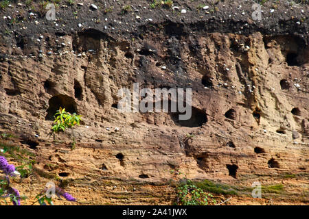 Sand Martin Nester in eine Felswand Minsmere bei RSPB Nature Reserve, Suffolk, Großbritannien Stockfoto