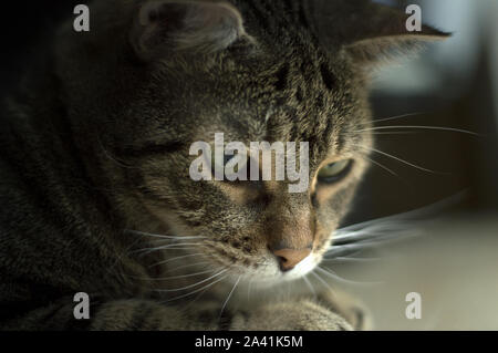 Ausschreibung cat Profil stellen im Schatten Stockfoto