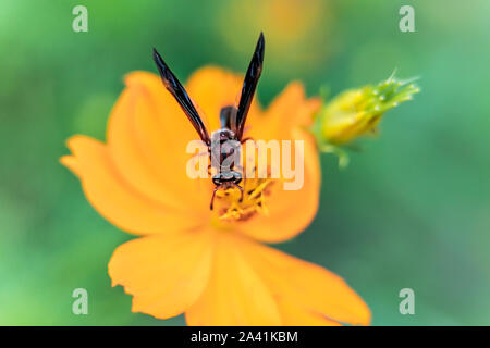 Makro Nahaufnahme von einem hellen orange und gelb schöne Blume Schwefel Kosmos mit einem Vespid paper Wasp blühen im Garten. Stockfoto