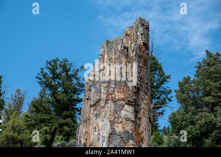 Versteinertes Holz im Yellowstone National Park Stockfoto