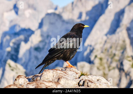 Alpine chough oder yellow-billed chough (Pyrrhocorax Ochotonidae) oben auf einem Berg, Fels, in Donnerkogel Berge, Österreich. Stockfoto