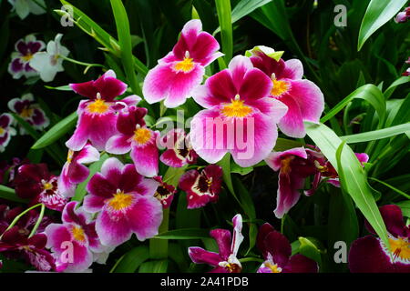 Ein rosa und weißen miltoniopsis Orchidee in voller Blüte Stockfoto