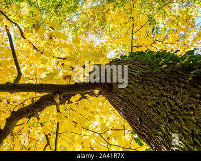 Gelbe Baum im Herbst Stockfoto