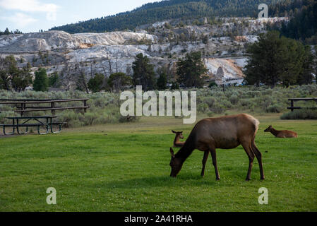 Semi-wild Elchherde auf das Mammut in Yellowstone Stockfoto