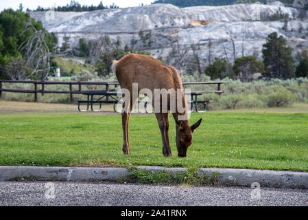 Semi-wilden jungen Elche an der Mammut, in Yellowstone Stockfoto