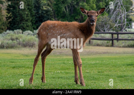 Semi-wilden jungen Elche an der Mammut, in Yellowstone Stockfoto
