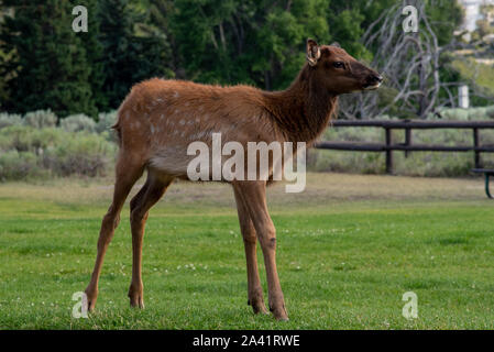 Semi-wilden jungen Elche an der Mammut, in Yellowstone Stockfoto