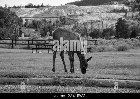 Semi-wilden jungen Elche an der Mammut, in Yellowstone Stockfoto