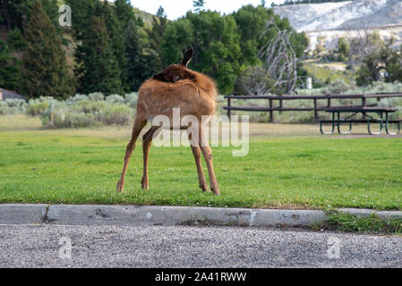 Semi-wilden jungen Elche an der Mammut, in Yellowstone Stockfoto