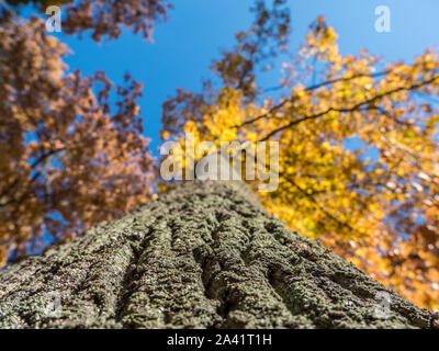 Stamm mit Krone im Herbst Stockfoto