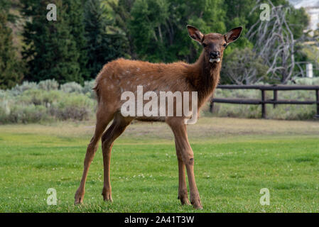 Semi-wilden jungen Elche an der Mammut, in Yellowstone Stockfoto