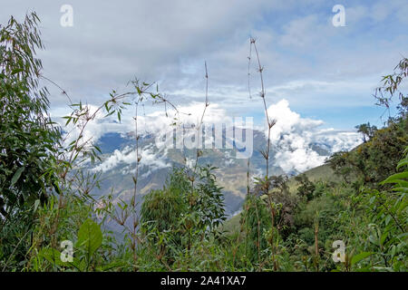 Grüner Bambus mit blauem Himmel Hintergrund in sonniger Tag und Platz kopieren Stockfoto