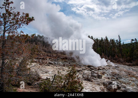 Steamboat Geysir beim Ausbruch in der Norris Geyser Basin im Yellowstone Stockfoto