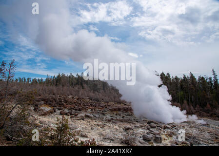 Steamboat Geysir beim Ausbruch in der Norris Geyser Basin im Yellowstone Stockfoto