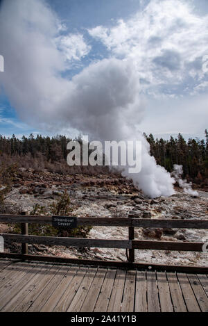 Steamboat Geysir beim Ausbruch in der Norris Geyser Basin im Yellowstone Stockfoto