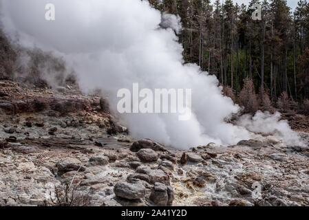 Steamboat Geysir beim Ausbruch in der Norris Geyser Basin im Yellowstone Stockfoto