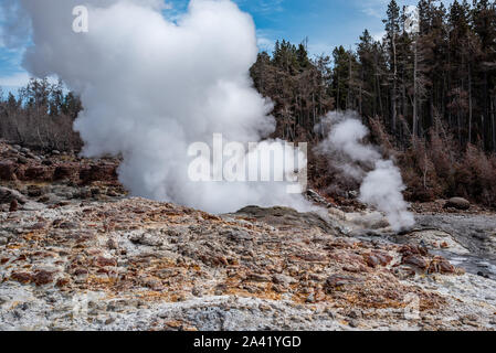 Steamboat Geysir beim Ausbruch in der Norris Geyser Basin im Yellowstone Stockfoto