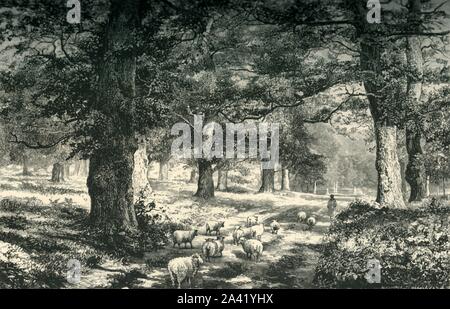 'Im Sherwood Forest', c 1870. Royal Forest in Nottinghamshire, England, berühmt für die Verbindung mit der Legende von Robin Hood und ein wichtiger Ort der alten Eichen. Von "Malerische Europa - die Britischen Inseln, Vol. I". [Cassell, Petter &Amp; Galpin, London, c 1870] Stockfoto