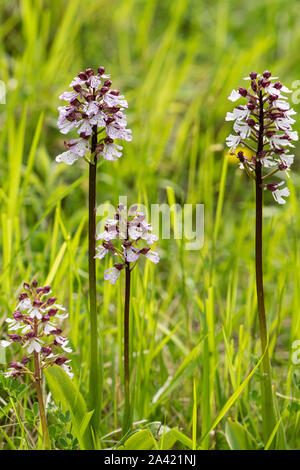 Lady Orchid: Orchis purpurea. Kent, Großbritannien Stockfoto