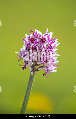 Monkey Orchid: Orchis simia. Kent, UK. Stockfoto