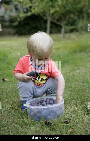 Junge männliche Kleinkind Kind Ernte Pflaumen im Orchard Stockfoto