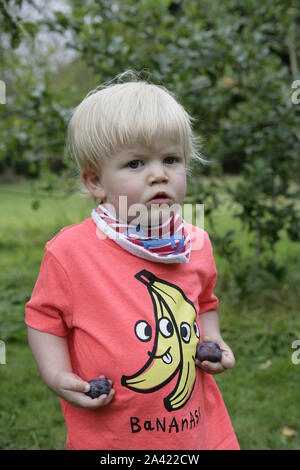 Junge männliche Kleinkind Kind halten frisch geernteten Pflaumen Stockfoto