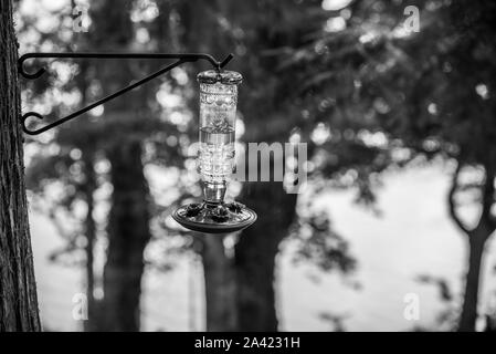 Hummingbird Wasserspender hängen von einem Baum Stockfoto